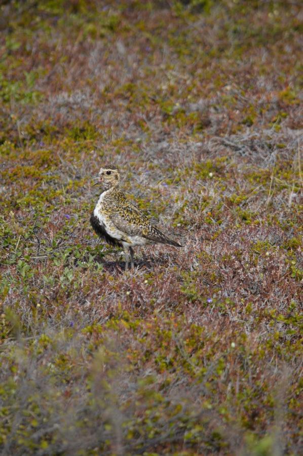 Sky Sighting Igluhus - Stay'In Arbakki Arskogssandur Luaran gambar